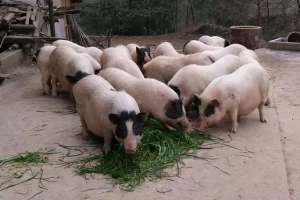 巴马香猪养殖(巴马香猪的养殖方法，巴马香猪的饲料配比)