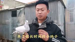 散养鸽子养殖视频(种鸽开家难度要比小鸽子大，下个视频分享种鸽如何开家)