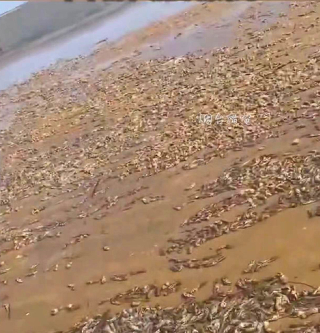 不是地震预兆！烟台牟平区海边出现大量泸沽虾 真相到底是什么？