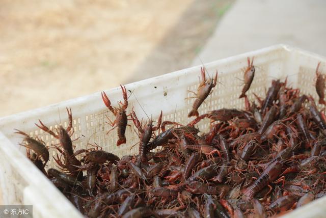 又到了小龙虾的最佳养殖季节，养殖小龙虾应注意什么？前景如何？
