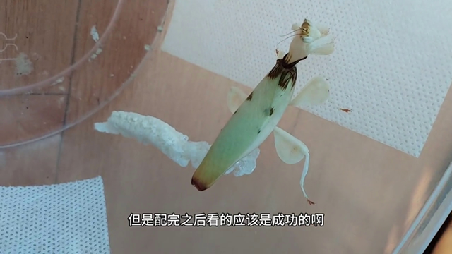 我们的兰花螳螂终于产卵了，这个过程等得很艰辛啊