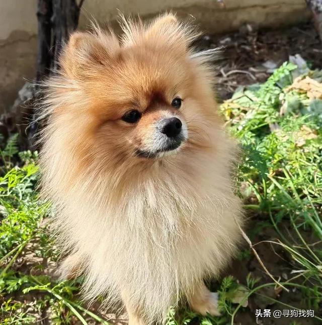 北京市门头沟区10000寻找博美犬