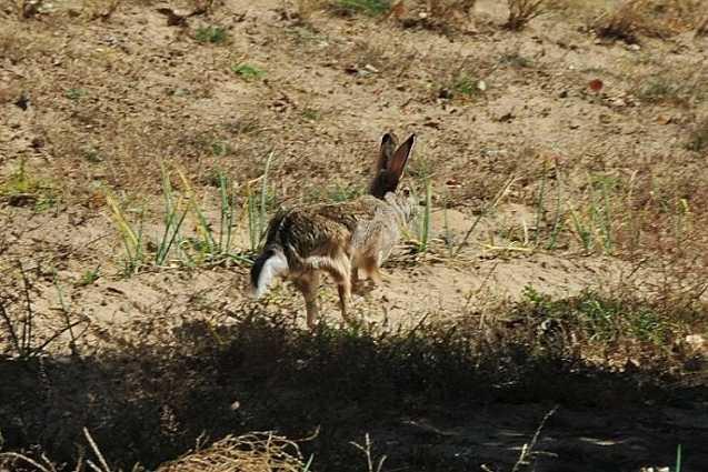 谈野兔的习性和饲养的技巧