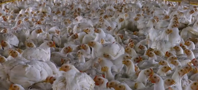 用抗生素催肥肉鸡，给肉牛喂疯牛病牛骨，美国食品行业有多黑？