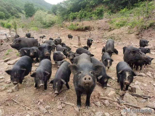 大连瓦房店市万家岭镇小寺庙村：养着藏香猪，走上致富路