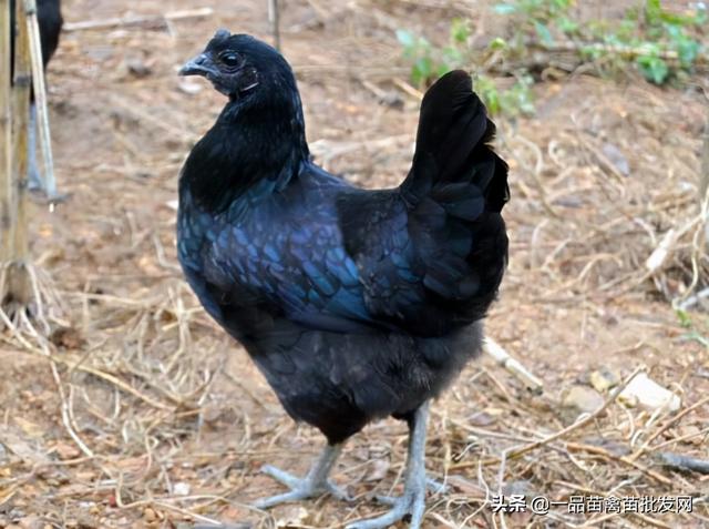养这种年产190枚蛋，最适合山地放养的“四黑”乌骨鸡怎么样？