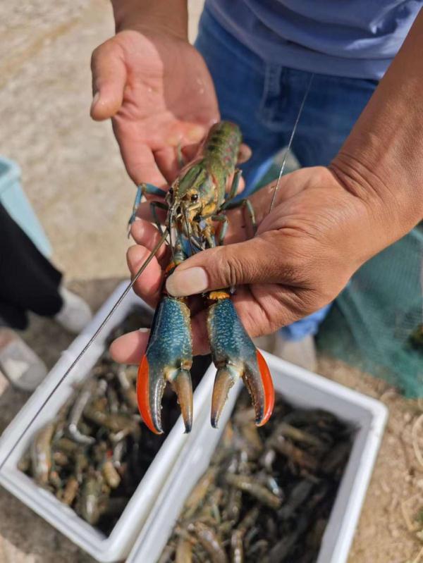 从海洋到沙漠，澳洲龙虾怎么跨越万里，定居新疆的？