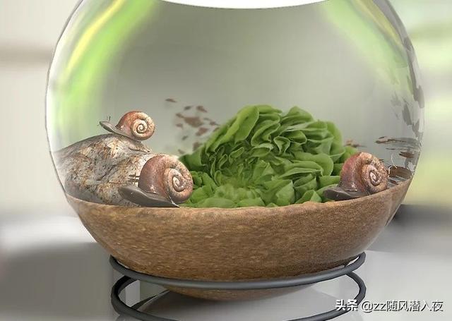 如何养蜗牛