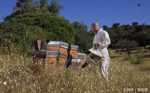 养殖蜜蜂的技术(蜜蜂养殖，学会这些养蜂技巧，几乎不用开蜂箱检查)