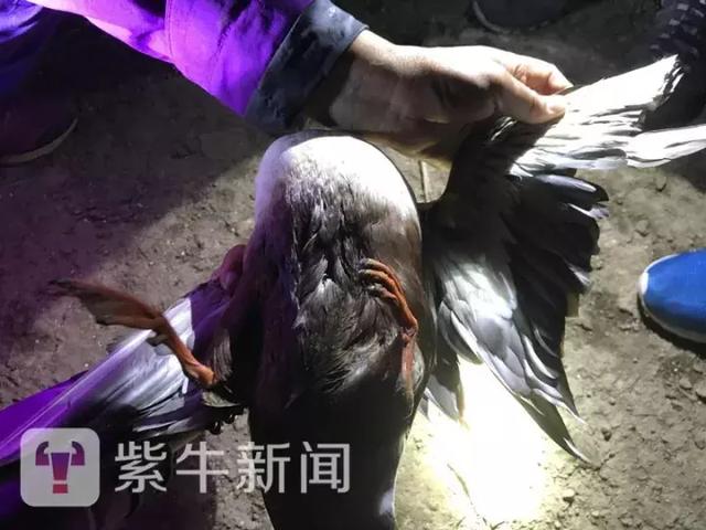 紫牛调查-“野鸭村”的尴尬：“枞阳万只野鸭被贩卖”举报调查