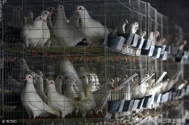 鸽子养殖技术