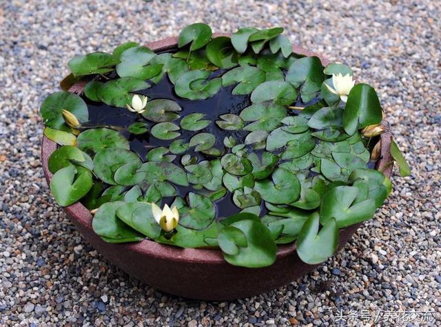 睡莲养在水缸里也能轻松开花，需要注意下面这几个养护技巧