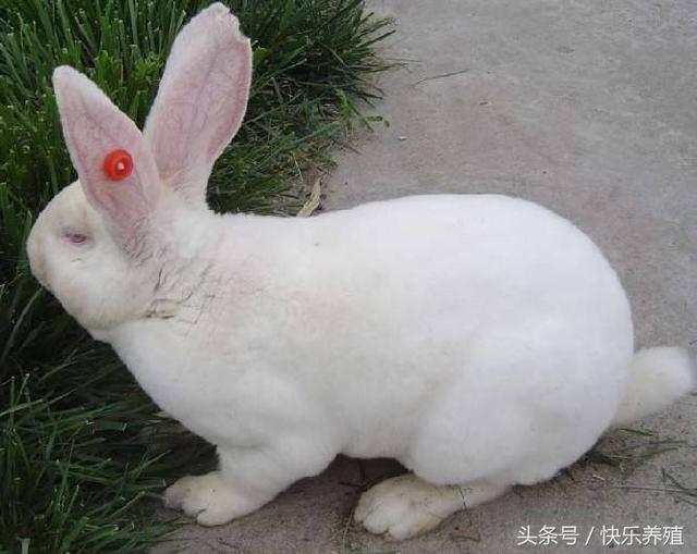 养兔技术分享：养殖獭兔需要注意哪些问题？