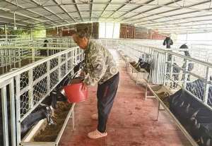广西黑山羊养殖基地(优质种羊马山安家——探访马山县首个努比亚黑山羊种羊养殖场)