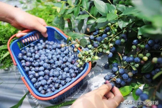 蓝莓怎样种植才能长势更健壮和产量品质高？记住这些种植管理技巧