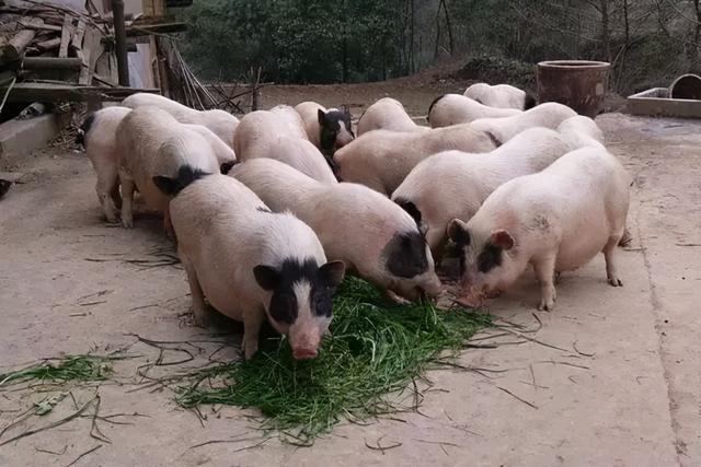 巴马香猪的养殖方法，巴马香猪的饲料配比