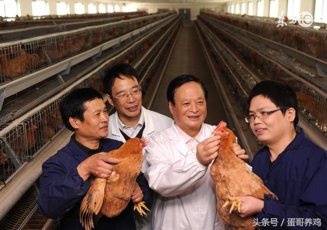 鸡蛋价格低，规模养殖场的现状，听农村养鸡人说说