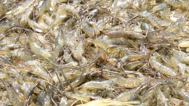 小青虾推动大产业！浙江下渚湖青虾养殖面积超十万亩，带动村民致富增收