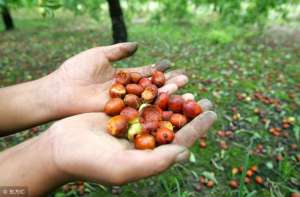 金枣树的养殖方法(农