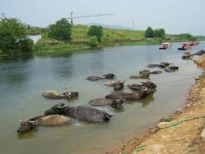 摩拉水牛养殖(广西农村适合养黄牛还是水牛，如何选择养牛的品种？)