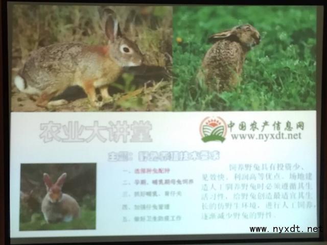 畜牧养殖：野兔养殖技术要求