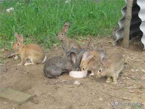 纯种野兔养殖场(杂交野兔种兔价格养殖杂交野兔效益一只杂交野兔种兔多少钱)