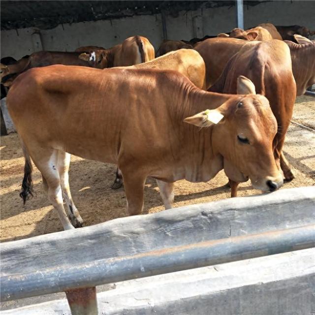 鲁西黄牛犊养殖