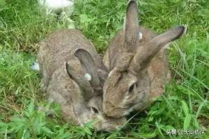 野兔养殖场图片(农村养殖野兔，收入稳定，需求量大，不愁赚不到钱)
