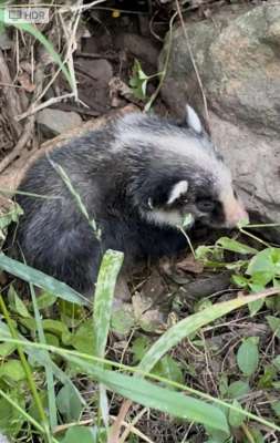 狗獾养殖基地视频(多年未见滨州南部山区发现猪獾幼崽)