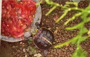 外塘龟养殖技术(黄缘闭壳龟可以浅水饲养吗「龟谷鳖老」)