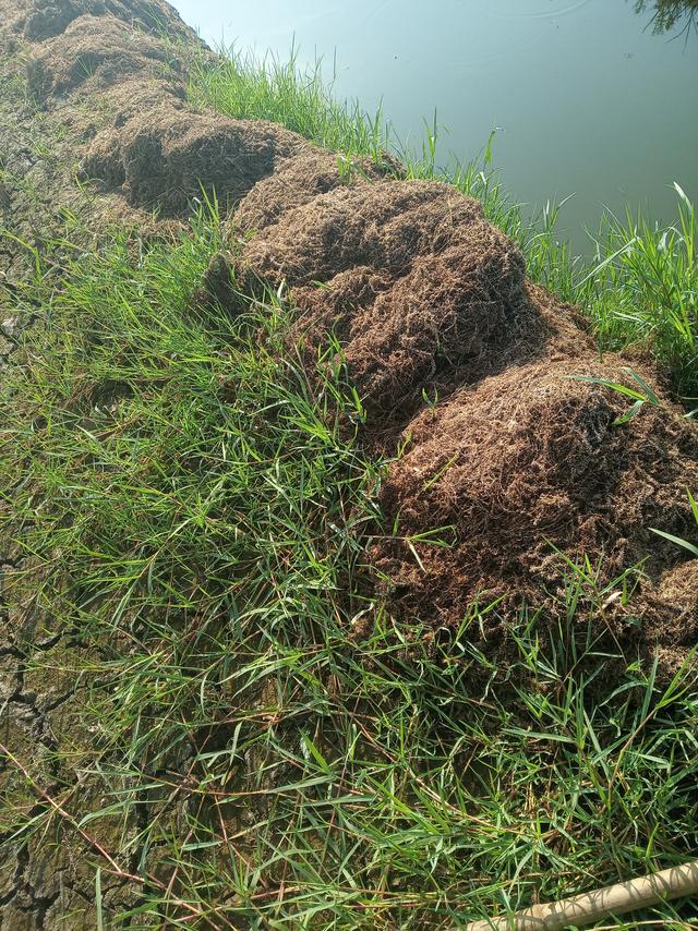 稻虾田小龙虾养殖5月份之后的环境恶化的原因以及相应的对策探讨