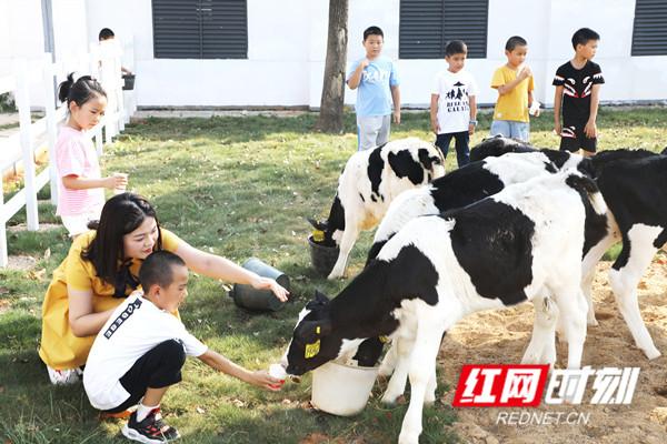 湖南：金健桃花源生态观光牧场游启动 推广奶业文化