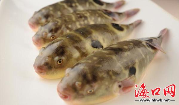 海南发布今年首个食安消费提示：禁止经营野生河豚鱼