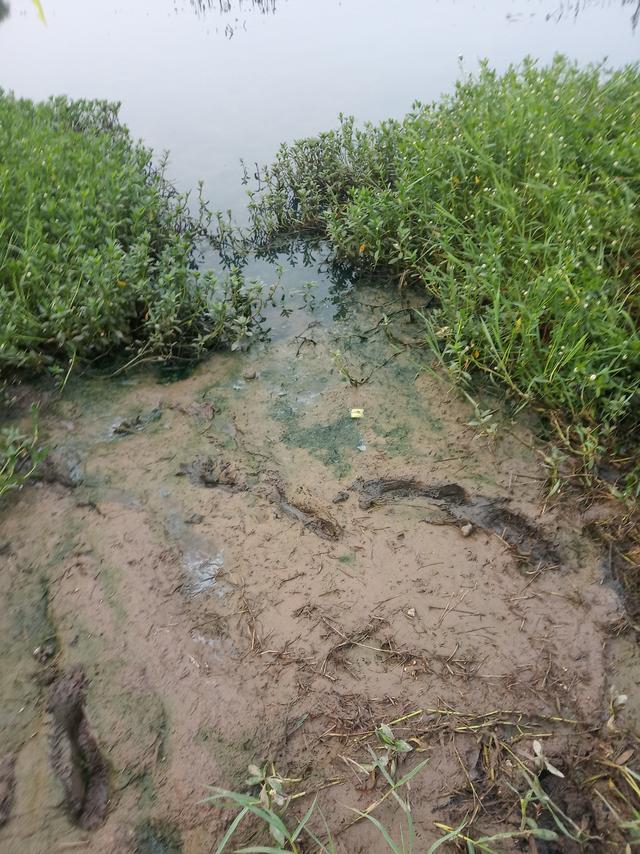稻虾田小龙虾养殖5月份之后的环境恶化的原因以及相应的对策探讨