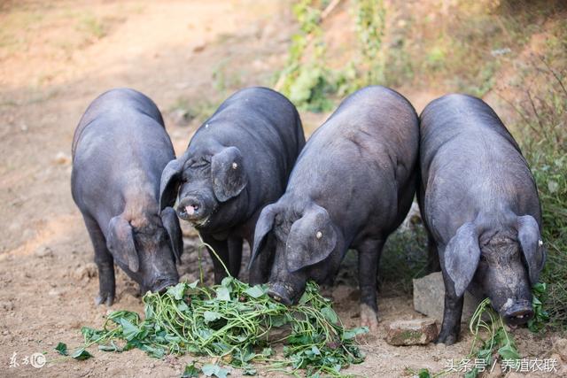 湘西黑猪冬季日常管理，黑猪易突出生态养殖，附加值更高