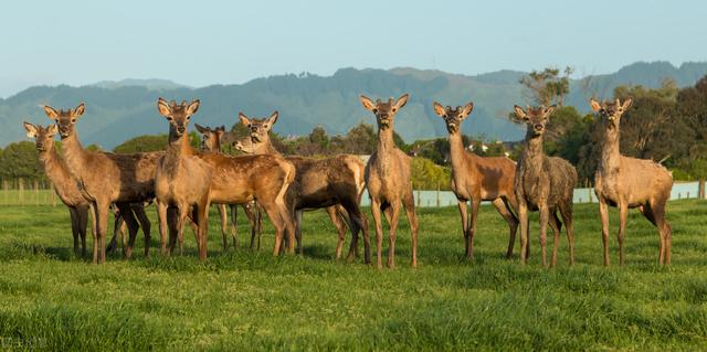 养殖户们来看看，鹿的繁殖专业技术，建议收藏