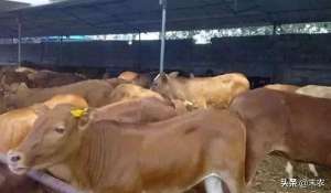 四川黄牛养殖(2020年在农村创业，建议大家养黄牛，养殖收益可观)