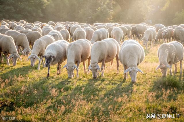 养羊的利润与成本分析，50只羊起步要投入多少钱？能赚多少钱？