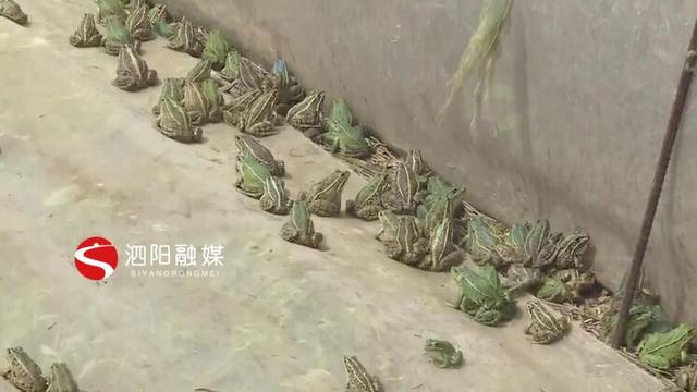 泗阳90后小伙张磊：养殖青蛙闯富路