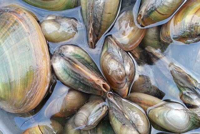 河蚌吃什么饲料，养殖河蚌对水质有什么要求，河蚌的养殖模式