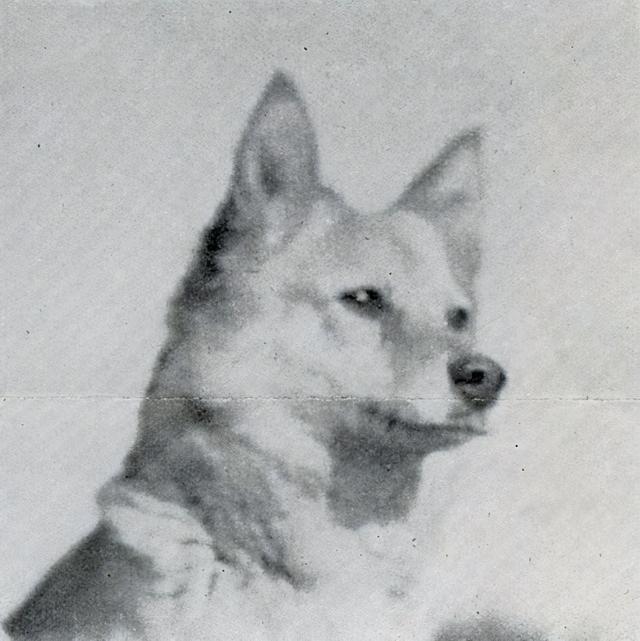 寻根问祖系列（69）：芬兰狐狸犬（Finnish Spitz）