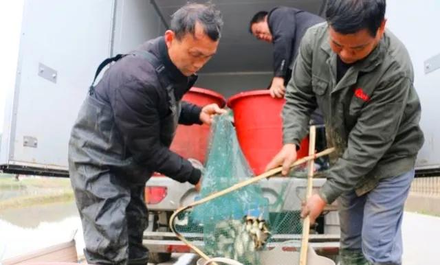 江西萍乡：稻鱼螺 生态养殖 开启致富新路子
