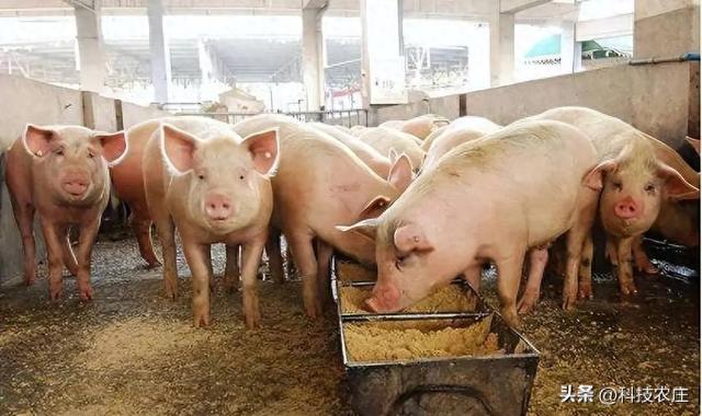 2024年猪养殖补助政策来了：会是什么局面？