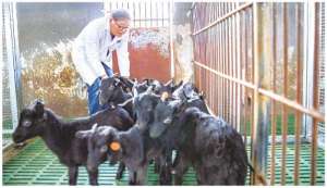 重庆黑山羊养殖联盟