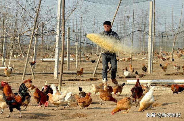 长见识！土鸡的养殖，农村土鸡饲养和防疫对策