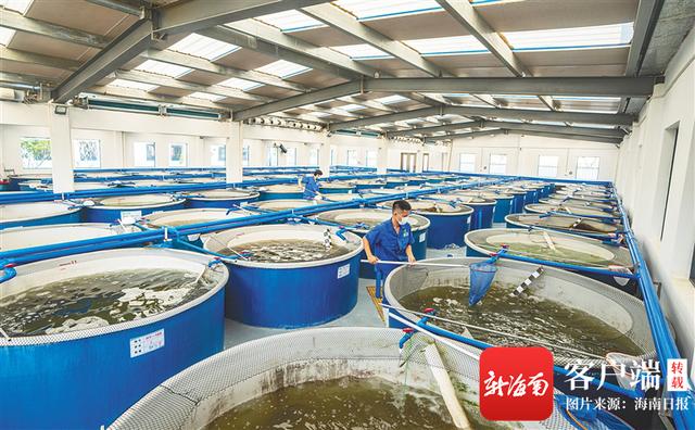 文昌冯家湾现代化渔业产业园：创新养殖模式打造“水产种业硅谷”