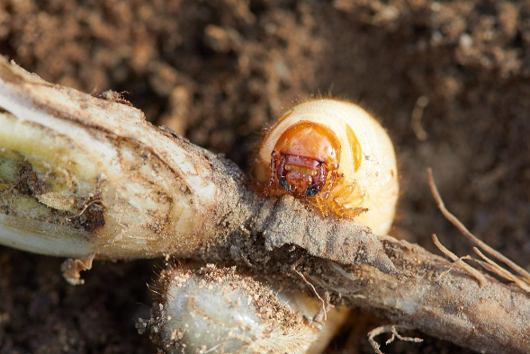 菜地怎样防治土蚕虫害？快来看这5个防虫方法和8个杀虫方法