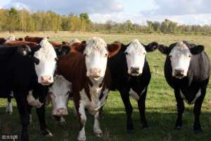 肉牛养殖防疫制度(中小型（30头以上）规模化肉牛场防疫规程)
