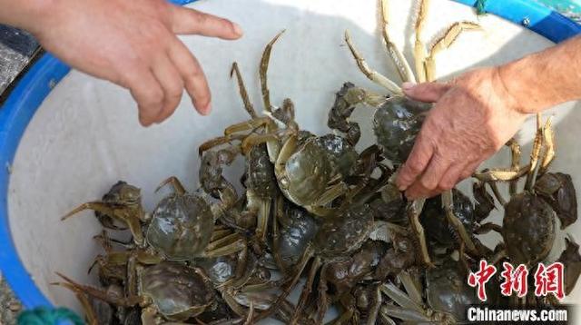黄浦江边规模最大的大闸蟹养殖基地开捕