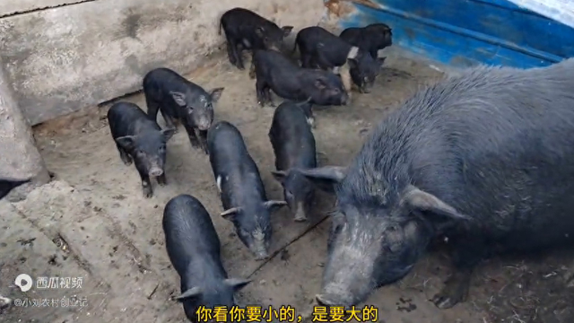 牛场清圈，最后8头藏香猪出售：搞养殖5、6年；猪比牛赚钱